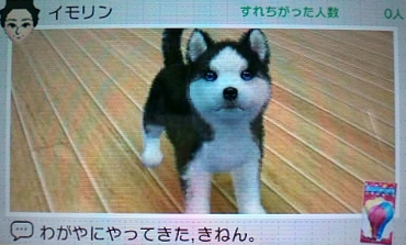 犬猫.jpg